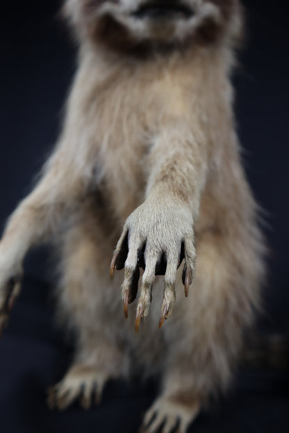 Taxidermy Raccoon - Free standing