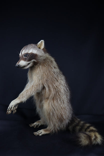 Taxidermy Raccoon - Free standing