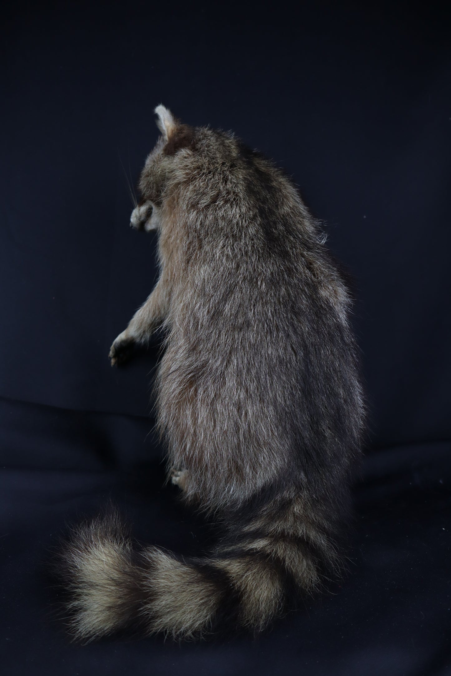 Taxidermy Raccoon - Free standing