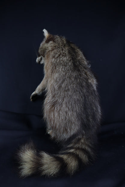 Taxidermy Raccoon - Free standing