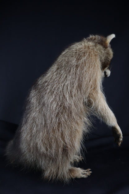 Taxidermy Raccoon - Free standing