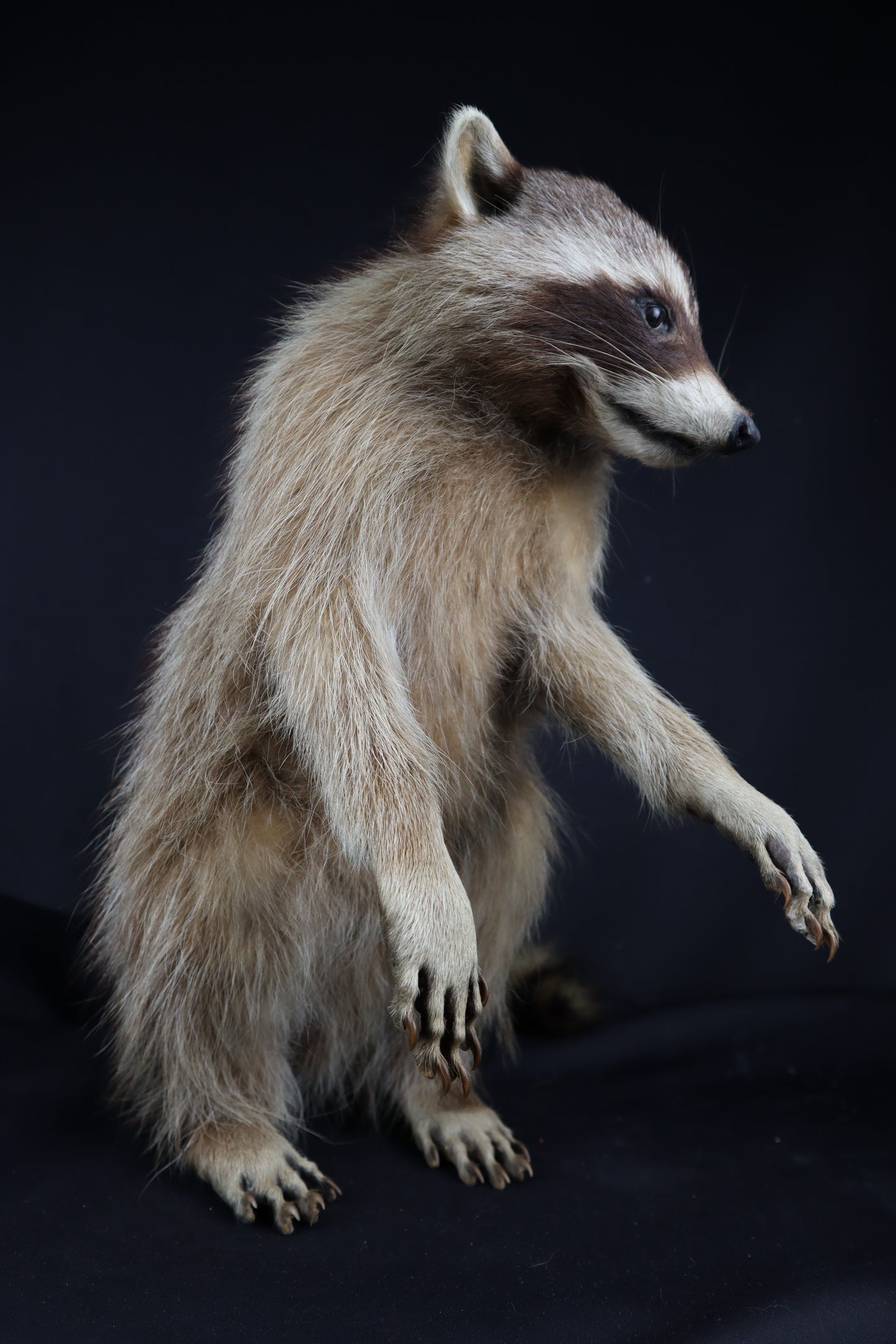 Taxidermy Raccoon - Free standing