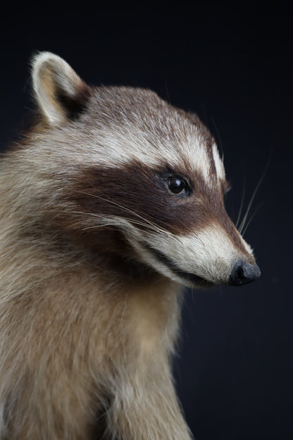 Taxidermy Raccoon - Free standing