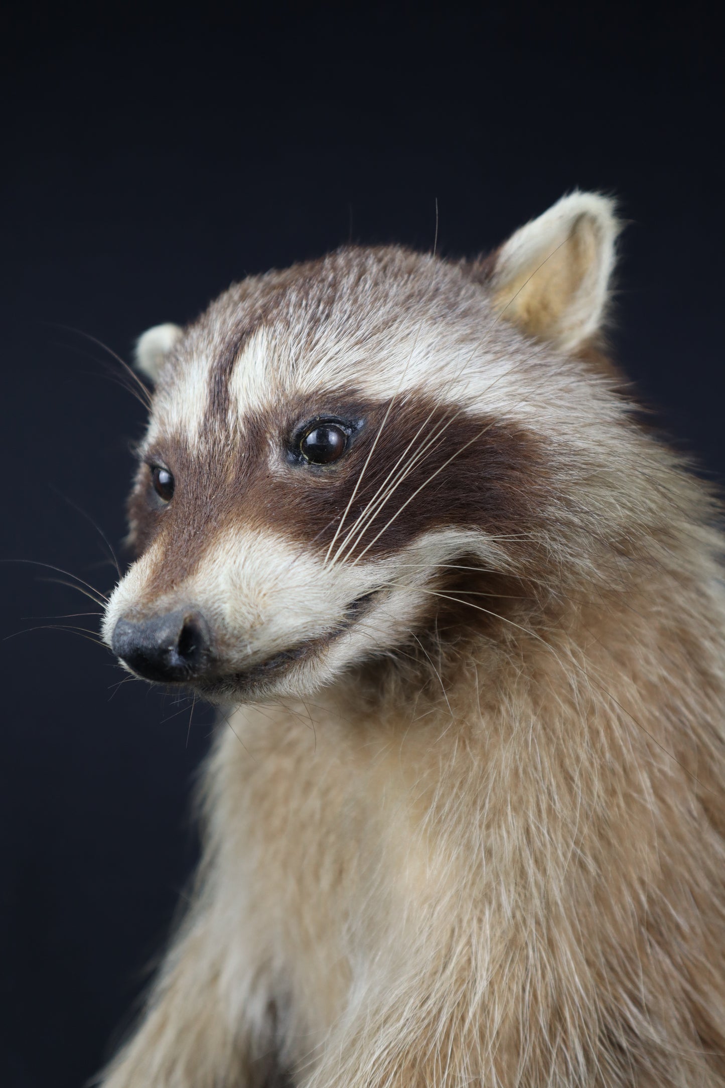 Taxidermy Raccoon - Free standing
