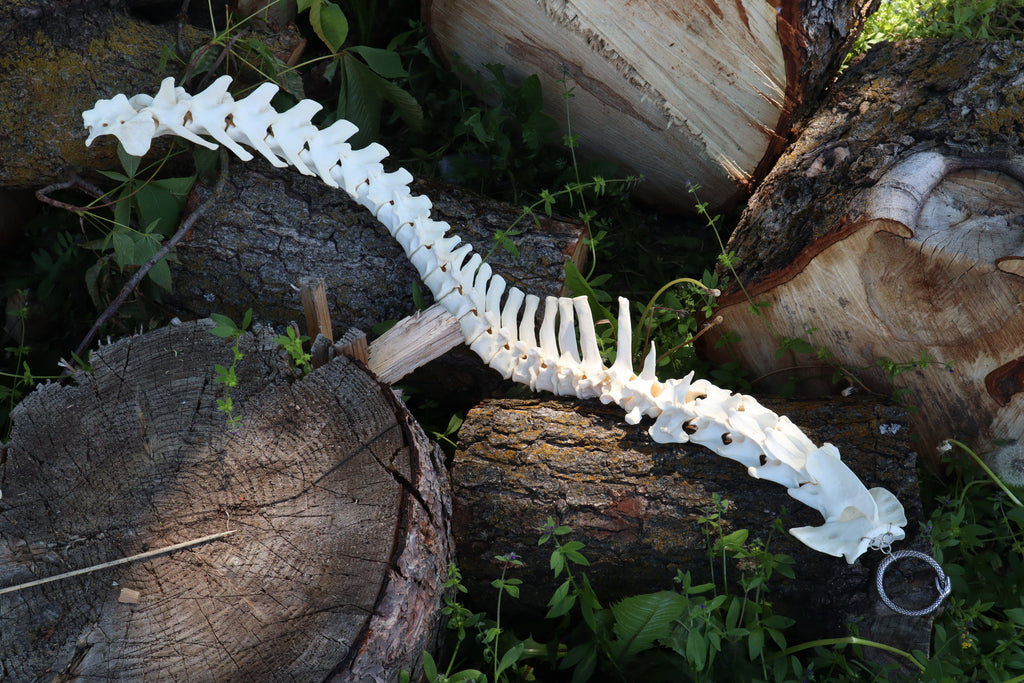 Gray Wolf Spinal Column Articulation