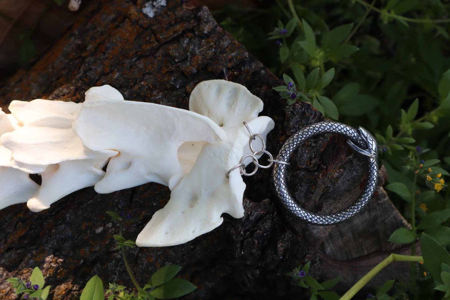 Gray Wolf Spinal Column Articulation