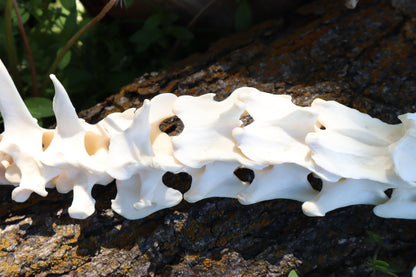 Gray Wolf Spinal Column Articulation