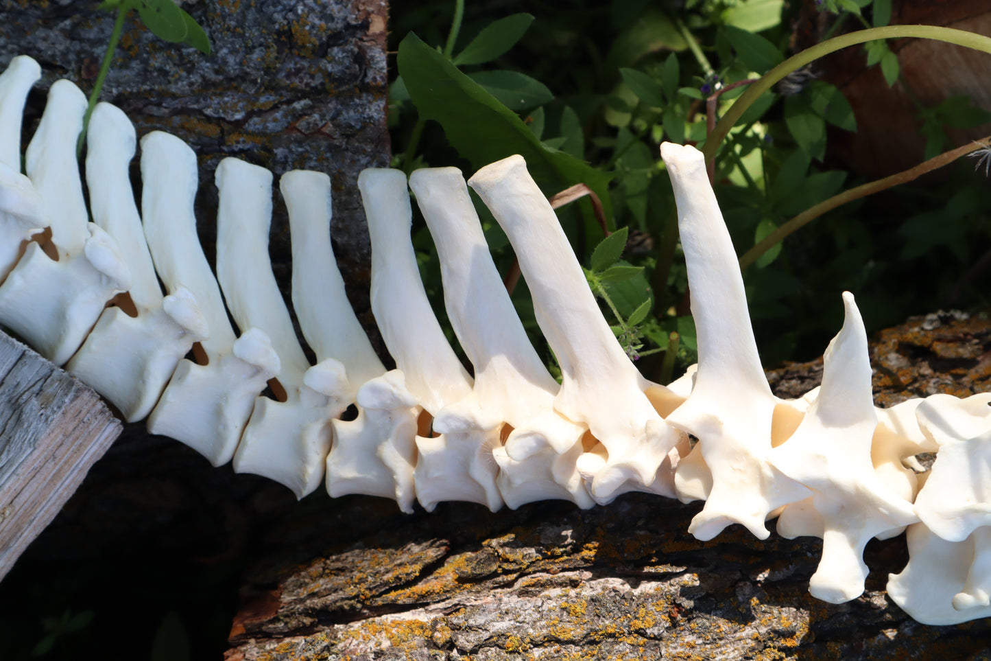 Gray Wolf Spinal Column Articulation