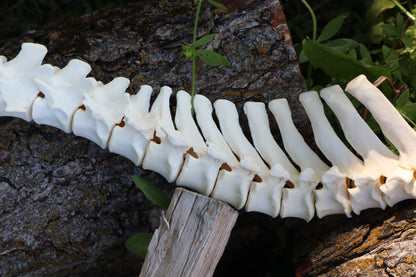 Gray Wolf Spinal Column Articulation