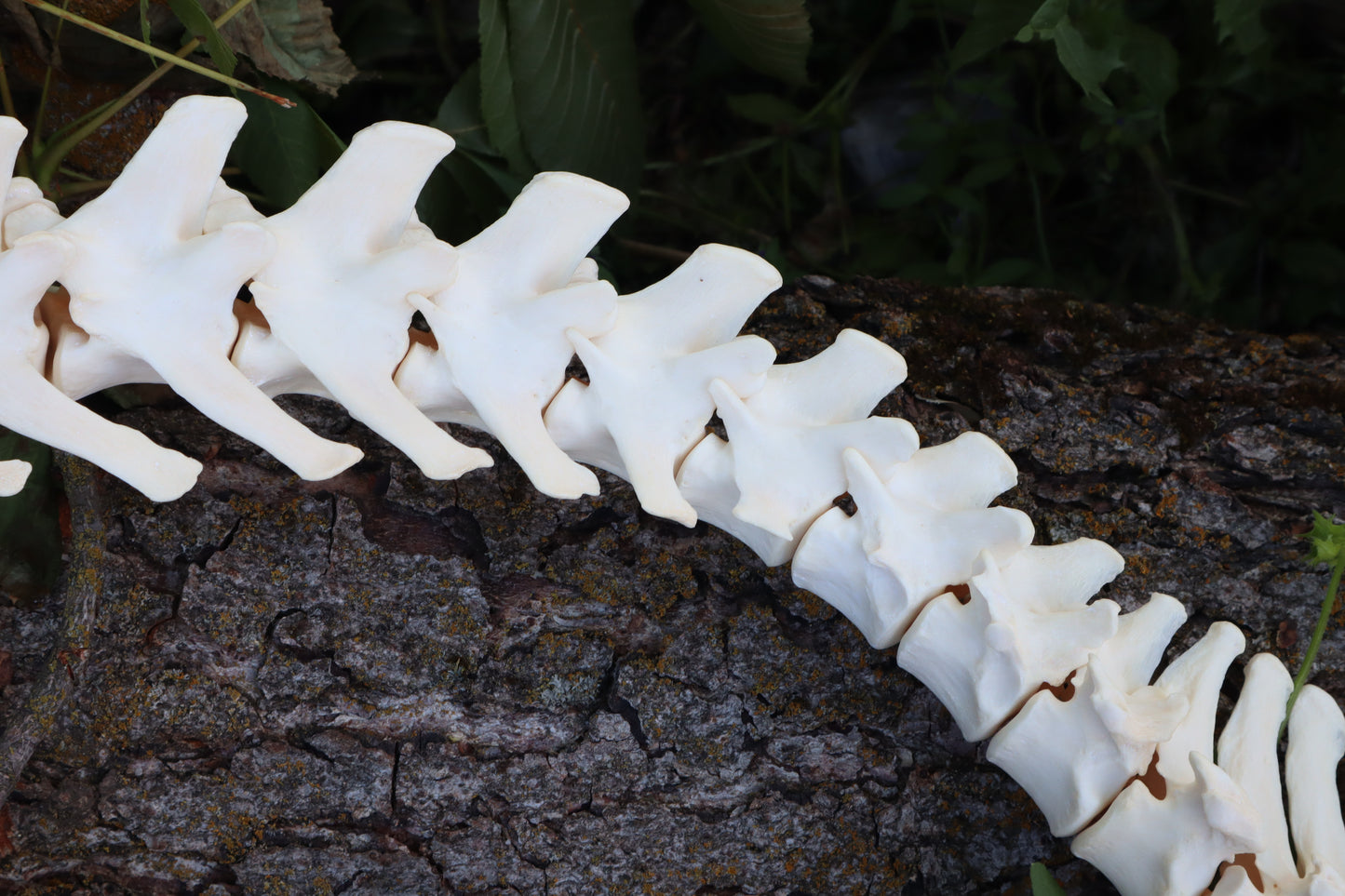 Gray Wolf Spinal Column Articulation