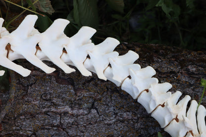 Gray Wolf Spinal Column Articulation