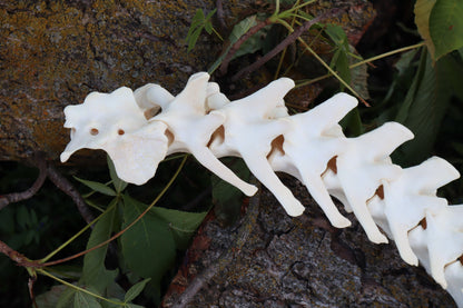Gray Wolf Spinal Column Articulation