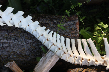 Gray Wolf Spinal Column Articulation