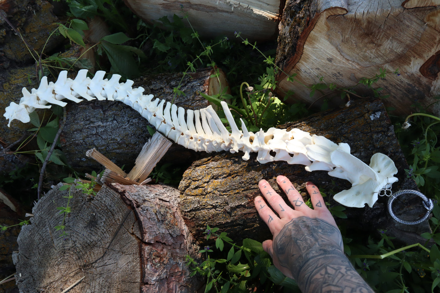 Gray Wolf Spinal Column Articulation