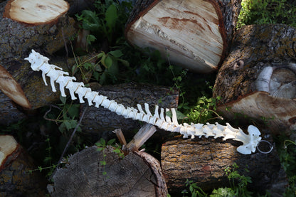 Gray Wolf Spinal Column Articulation