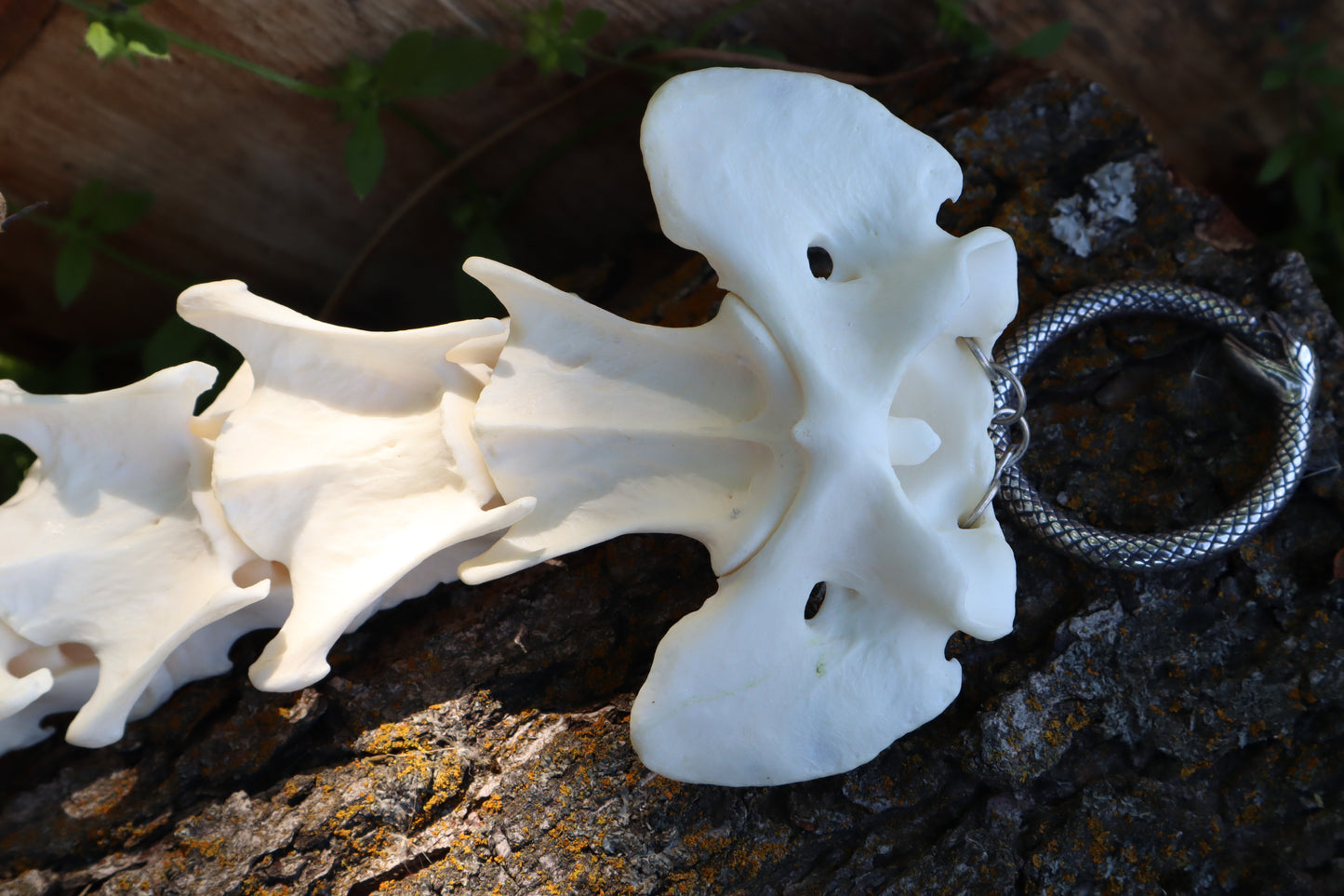 Gray Wolf Spinal Column Articulation