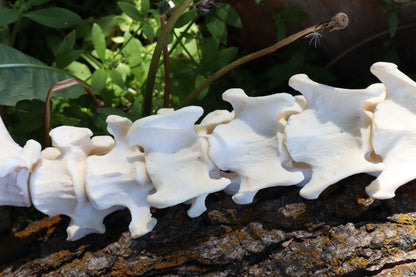 Gray Wolf Spinal Column Articulation