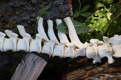 Gray Wolf Spinal Column Articulation