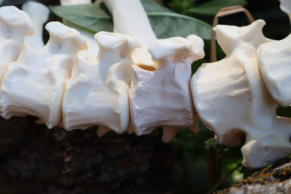 Gray Wolf Spinal Column Articulation