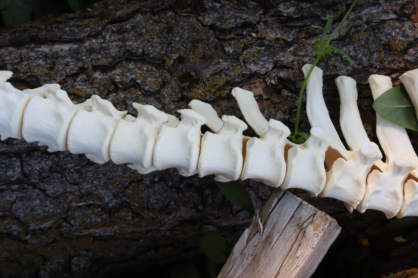 Gray Wolf Spinal Column Articulation