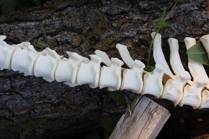 Gray Wolf Spinal Column Articulation