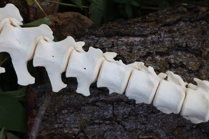 Gray Wolf Spinal Column Articulation