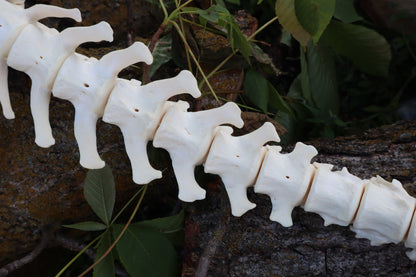 Gray Wolf Spinal Column Articulation