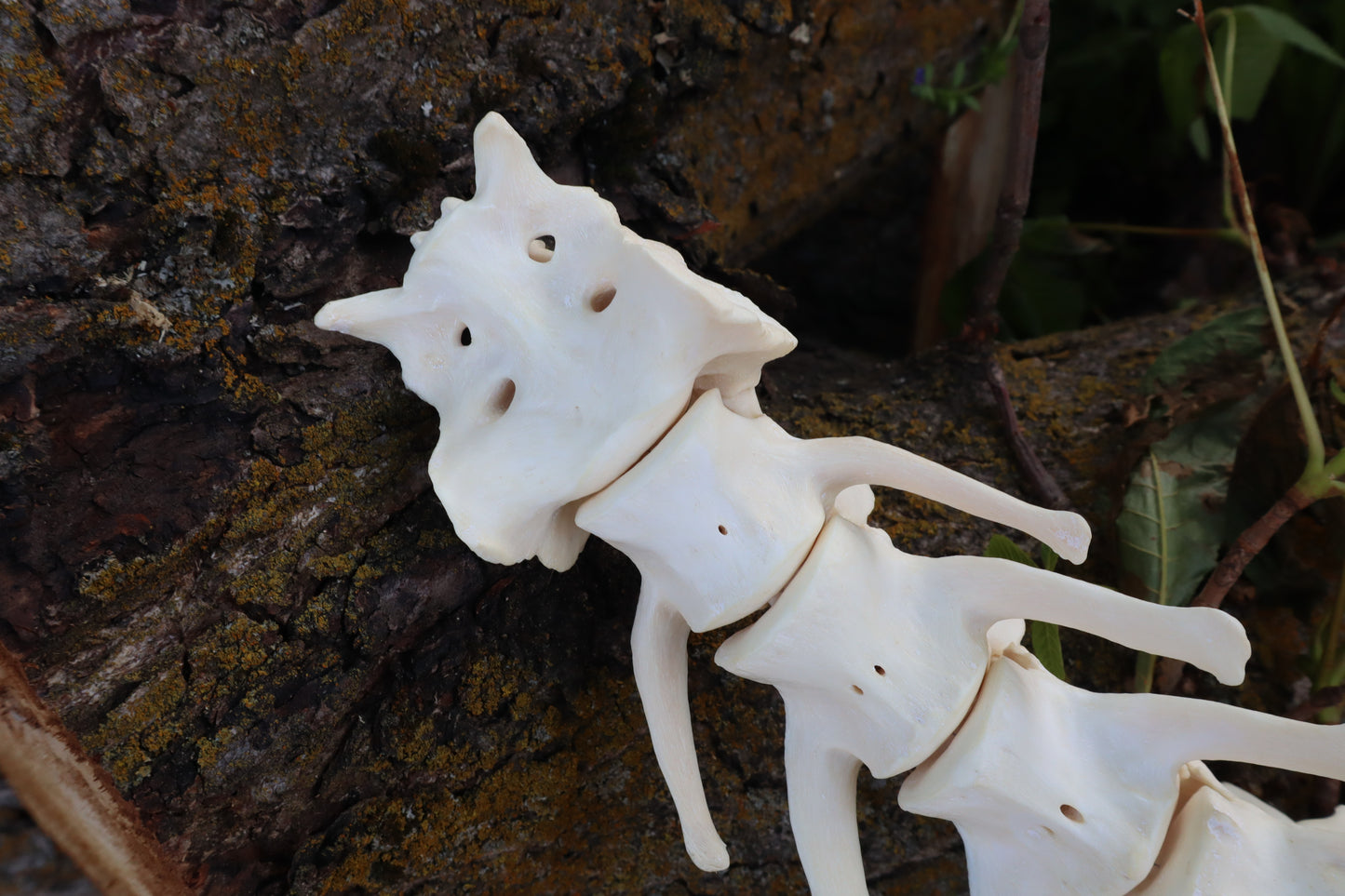Gray Wolf Spinal Column Articulation