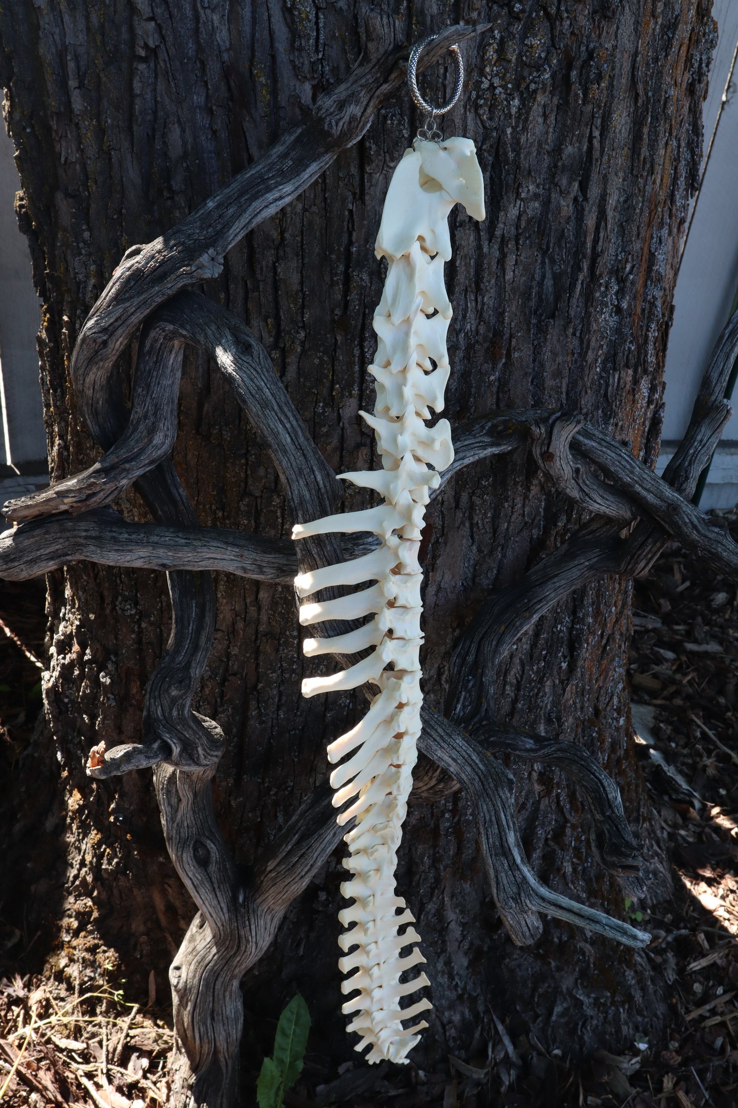 Gray Wolf Spinal Column Articulation