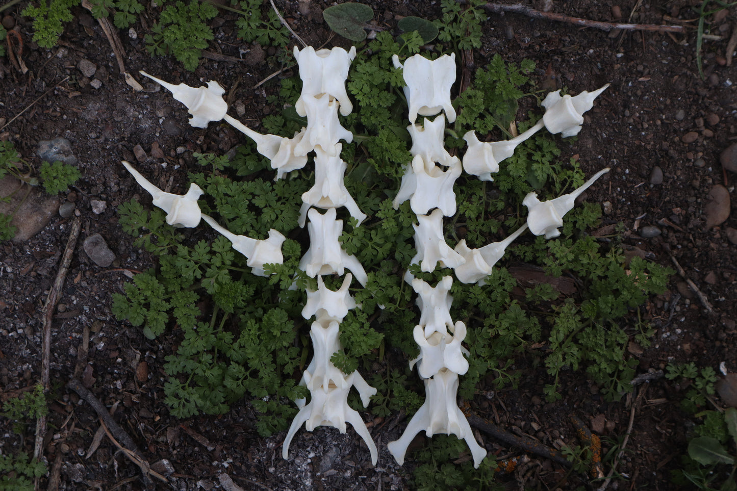 Red Fox Vertebrae Craft Bone Lot (8)