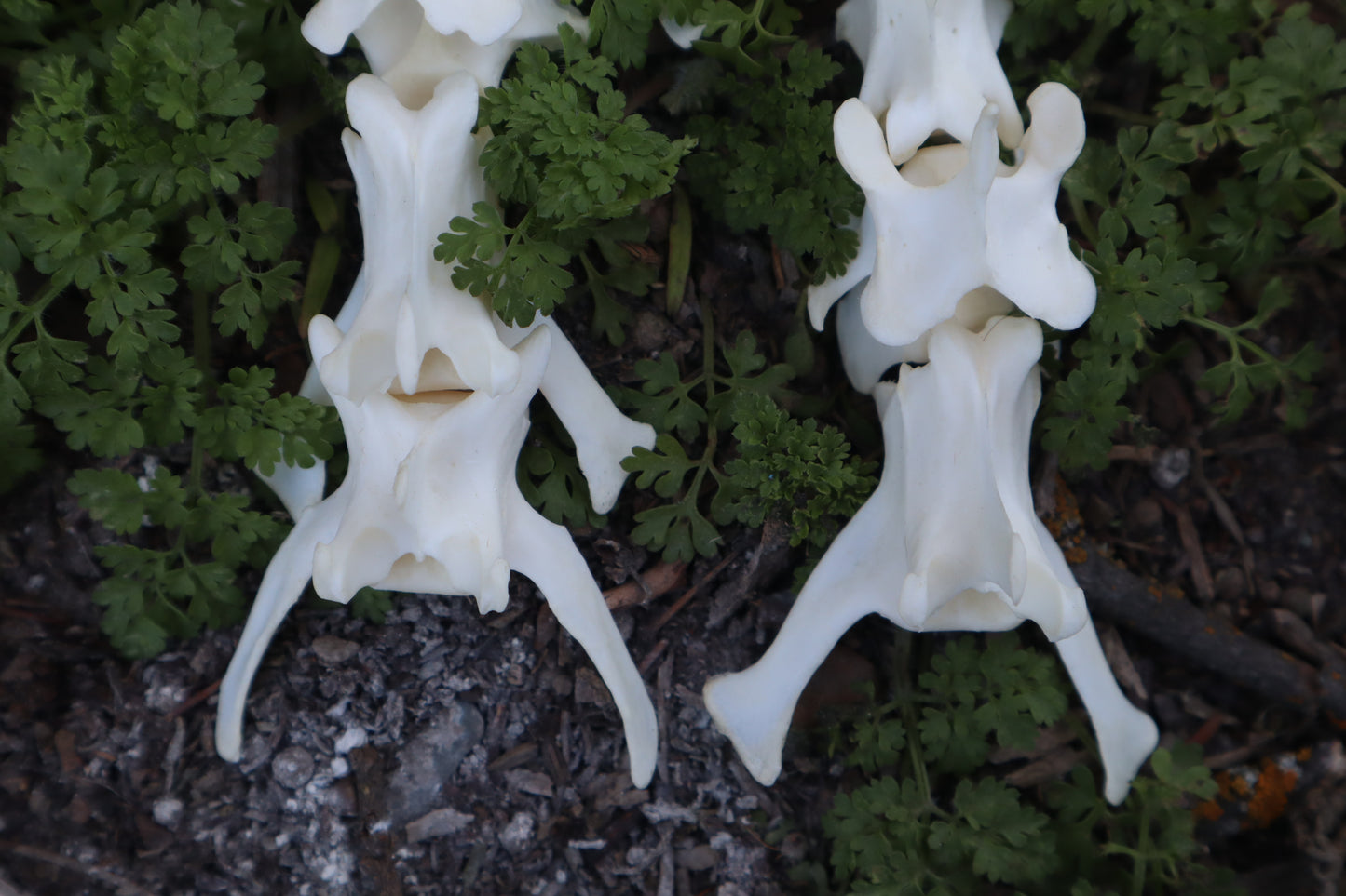 Red Fox Vertebrae Craft Bone Lot (8)