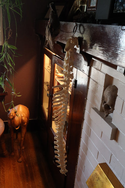 Gray Wolf Spinal Column Articulation