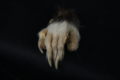 Opossum Paws