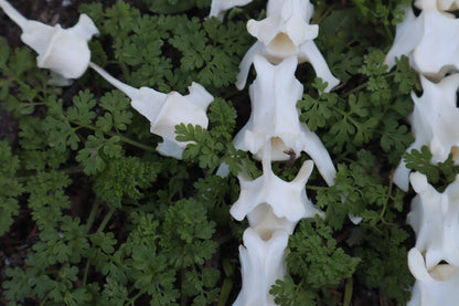 Red Fox Vertebrae Craft Bone Lot (8)