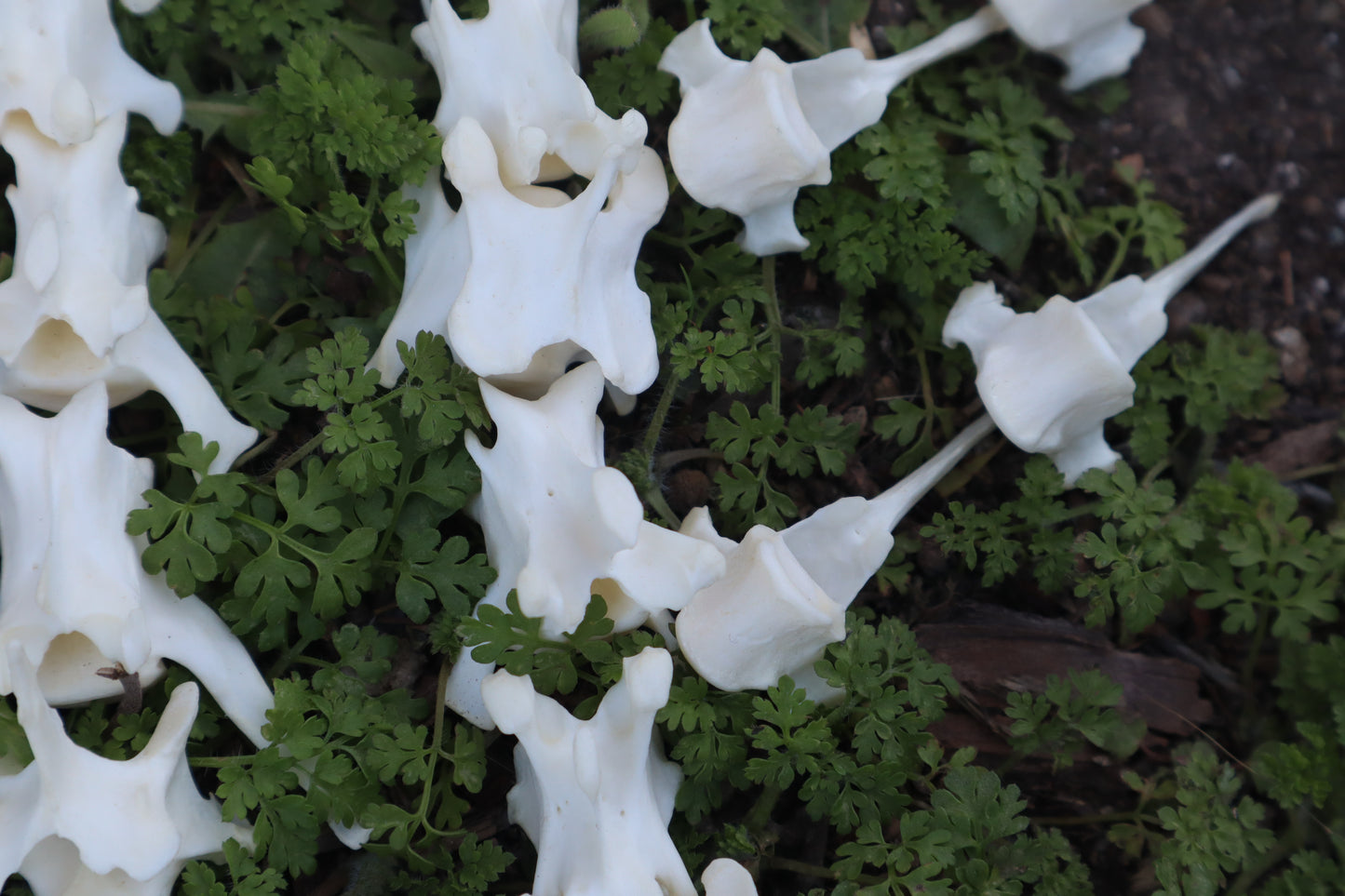 Red Fox Vertebrae Craft Bone Lot (8)