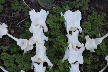 Red Fox Vertebrae Craft Bone Lot (8)