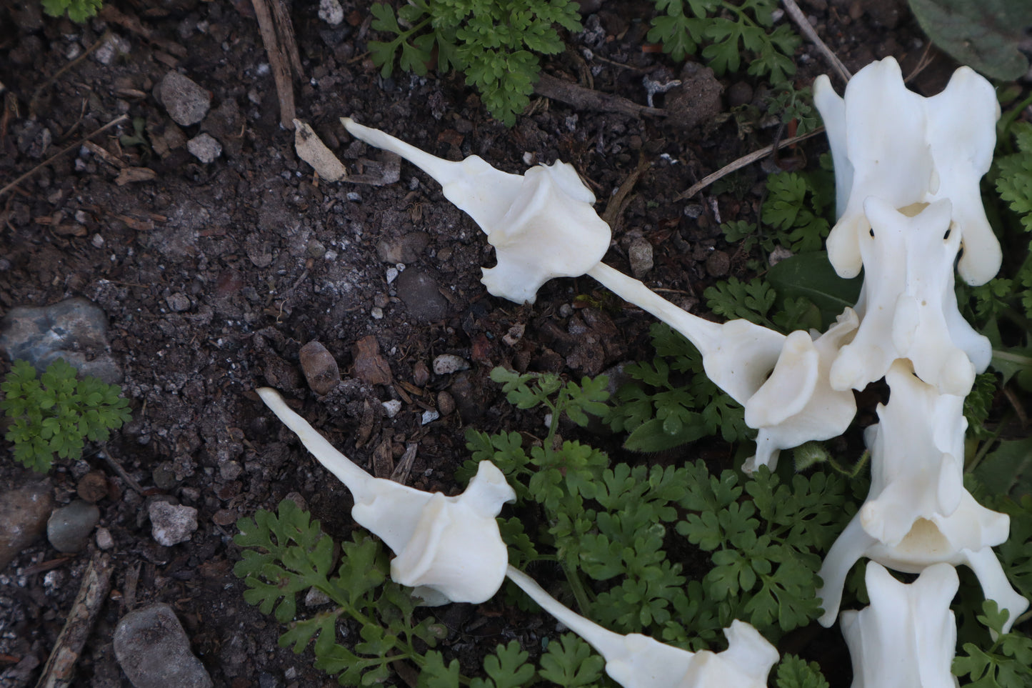 Red Fox Vertebrae Craft Bone Lot (8)