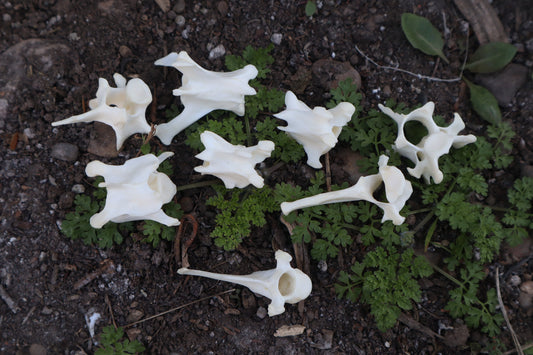 Red Fox Vertebrae Craft Bone Lot (8)