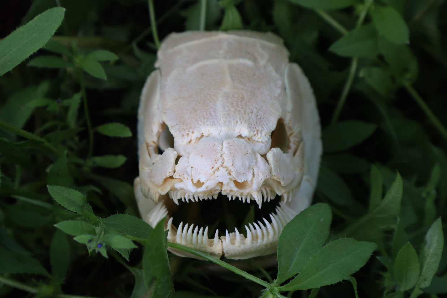 Bowfin Fish Skull
