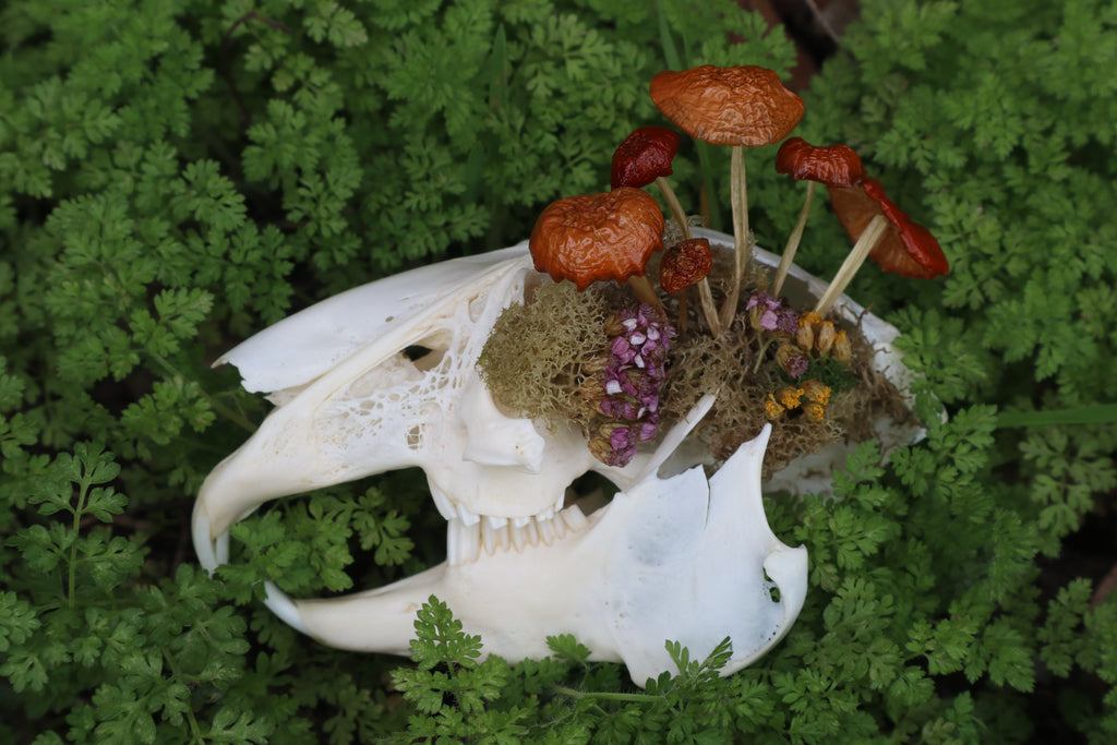 Reserved for Dan Antonacci - Jack Rabbit Mushroom Skullpture