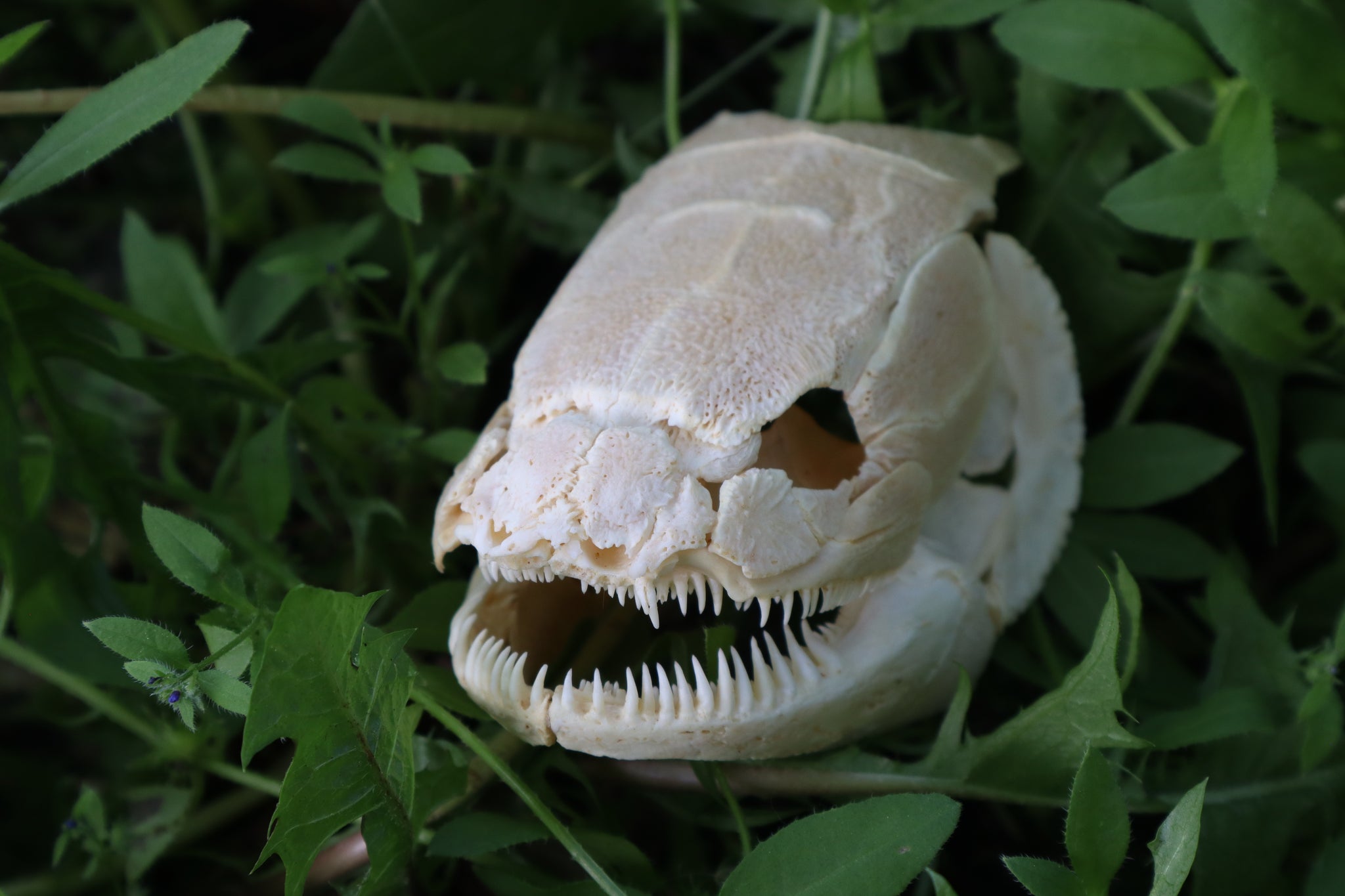Bowfin Fish Skull