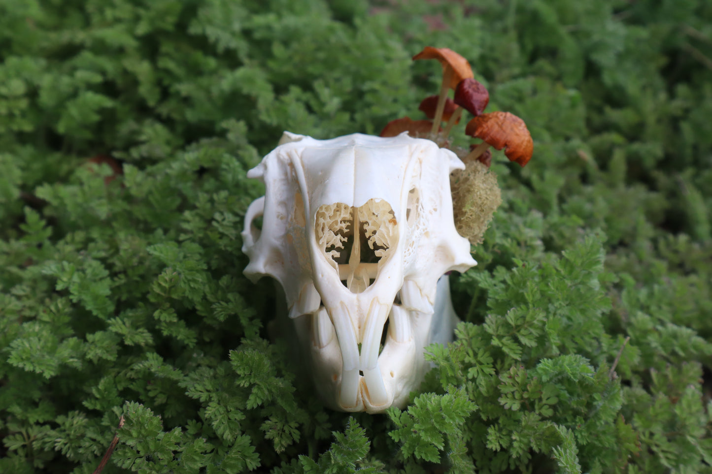 Reserved for Dan Antonacci - Jack Rabbit Mushroom Skullpture
