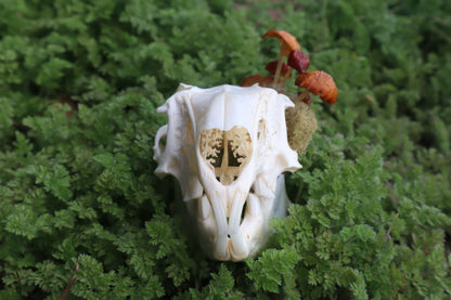 Reserved for Dan Antonacci - Jack Rabbit Mushroom Skullpture