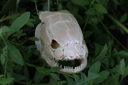 Bowfin Fish Skull