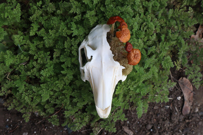 Reserved for Dan Antonacci - Jack Rabbit Mushroom Skullpture