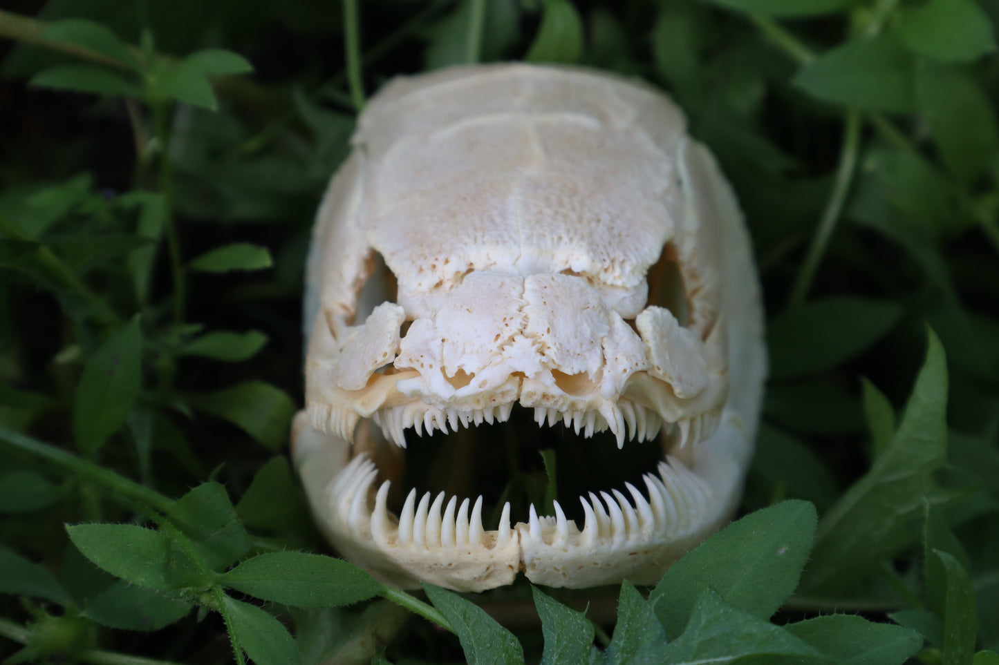 Bowfin Fish Skull