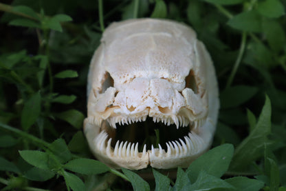 Bowfin Fish Skull