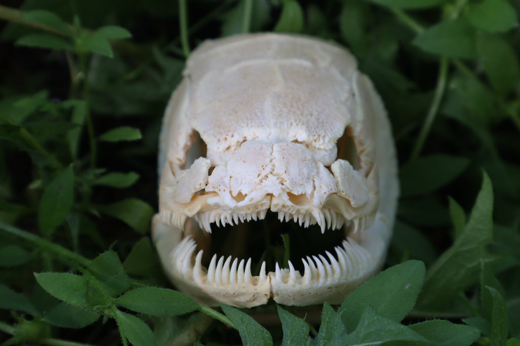 Bowfin Fish Skull