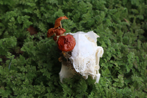 Reserved for Dan Antonacci - Jack Rabbit Mushroom Skullpture