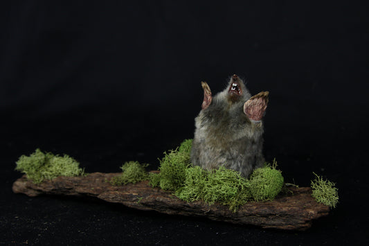 Taxidermy Mole